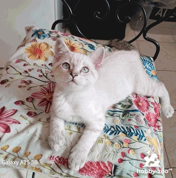 Pui de pisică fetiță 