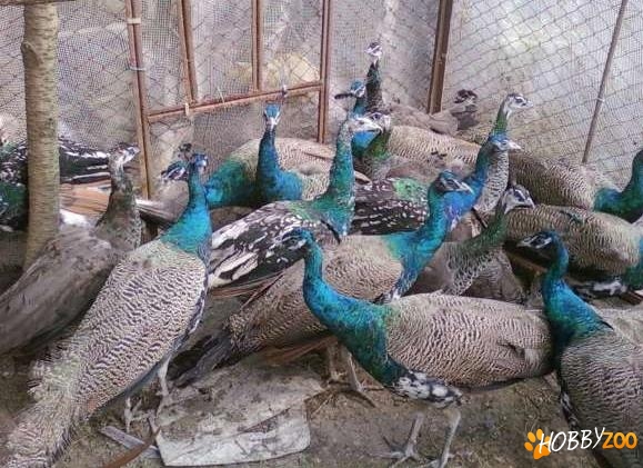 ferma pauni de frumusete