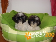 Pui Catei Shih-Tzu
