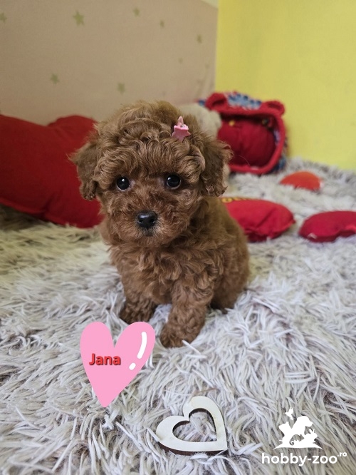 Căței adorabili de pudel roșu de jucărie
