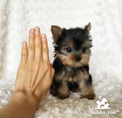 Pui Yorkshire terrier 