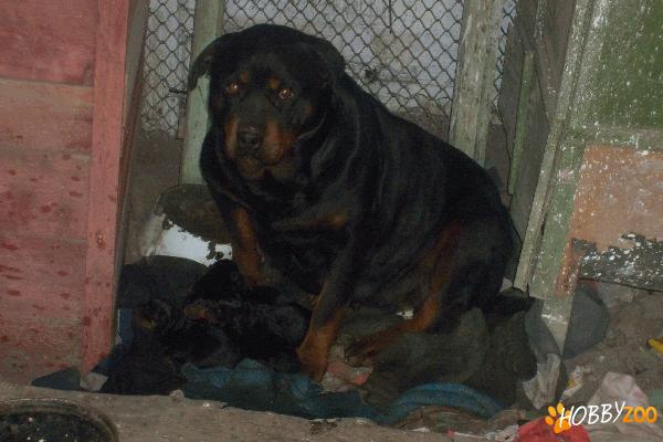 Pui de Rotweiller de vanzare