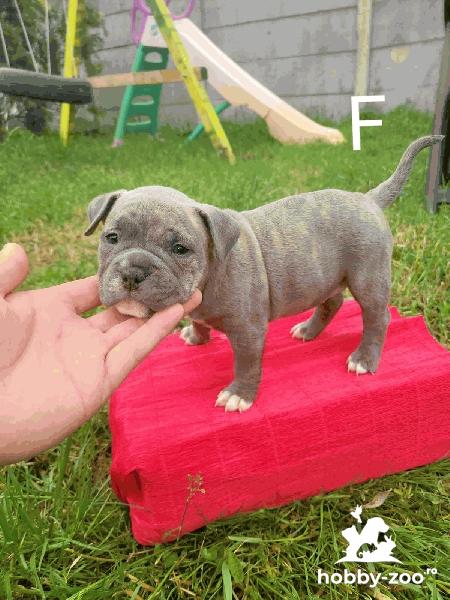 Vând căței American Bully