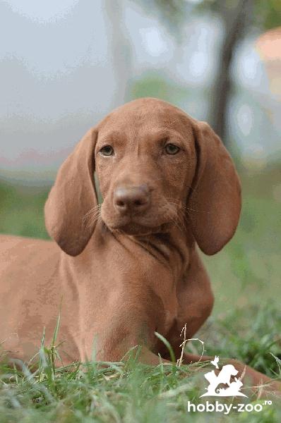 Pui de vizsla maghiara