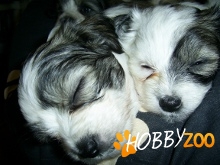 Vand pui de bichon havanez