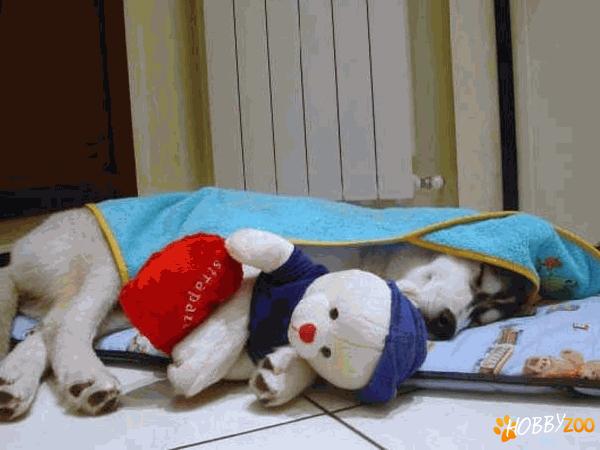 catei husky din canisa proprie