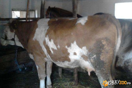 Vaca baltata romaneasca fatata