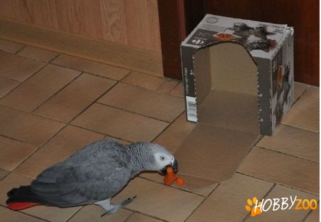 Oferta de papagalul meu gris africa