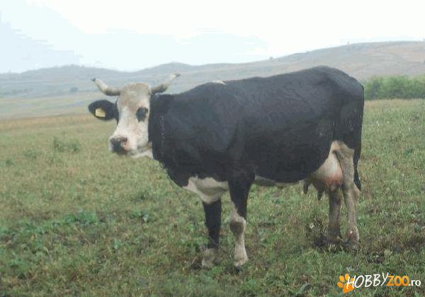 vaca foarte buna de lapte