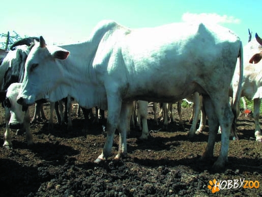 Abyssinian Shorthorned Zebu