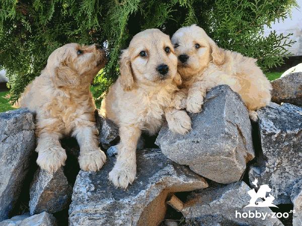 Goldendoodle catelusi de vanzare