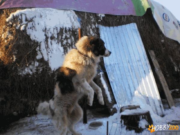 Vand ciobananesc carpatin