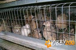 prepelite ouatoare orice cantitate