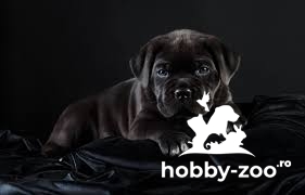 Catei Cane Corso cu carnet de sanatate si factura fiscala