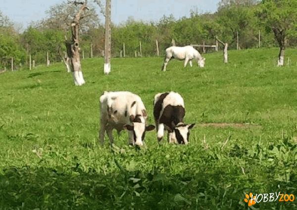 Tauri bovine taurasi in viu