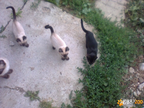 Pisoi birmaneza spre adoptie