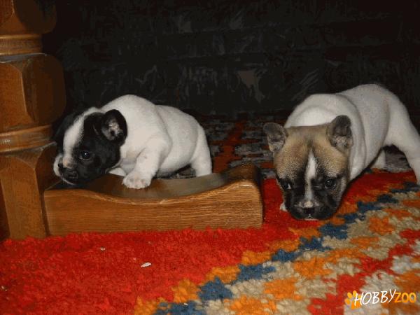 bulldog francez de vanzare