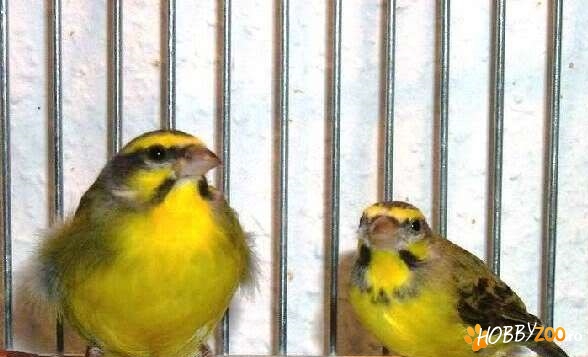 Vand canari de postura + HYBRIZI