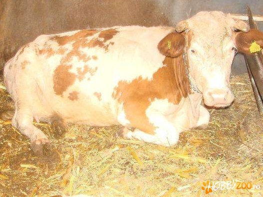 Vaca Holstein varsta 3 ani