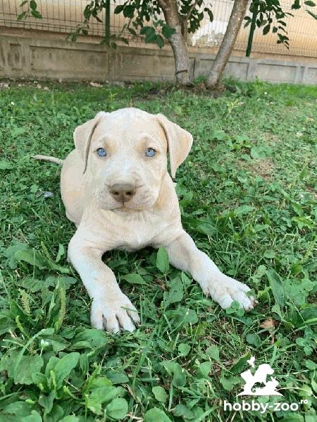 Pitbull catelusi de vanzare