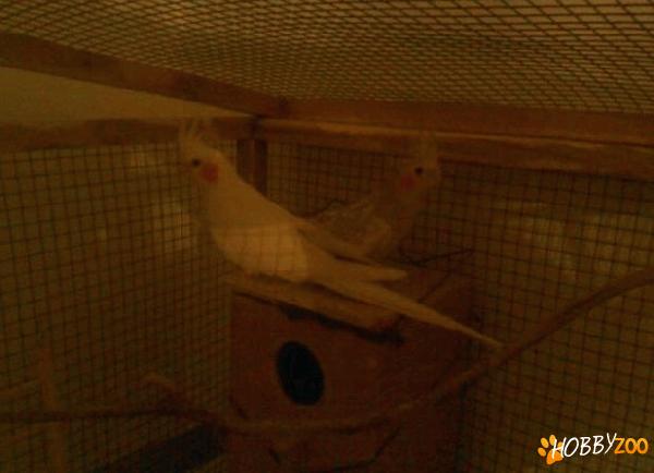 pereche papagali nimfa