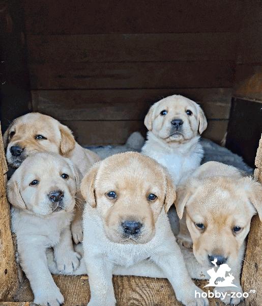 Labrador Retriever pedigree tip A - Hobby-Zoo.ro