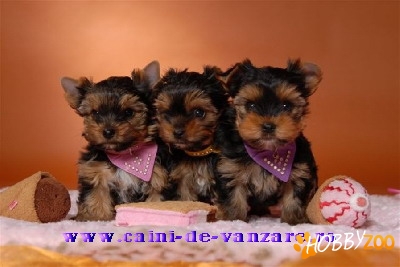 Yorkshire Terrier de vanzare