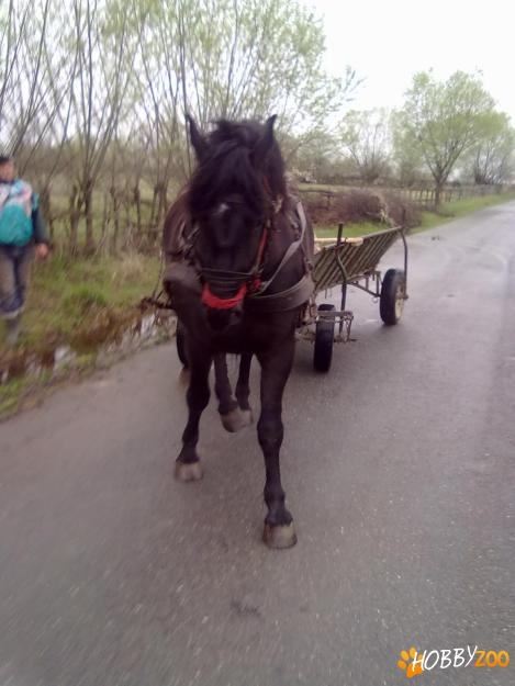 manza neagra calarie