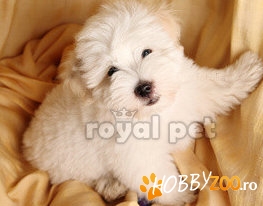 VAND CAINI BICHON MALTESE
