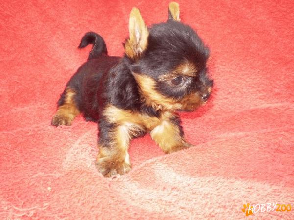 vand yorkshire terrier