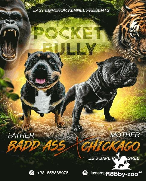 Pocket Micro American Bully cățeluși