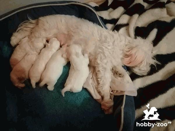 Vând pui bichon masculi