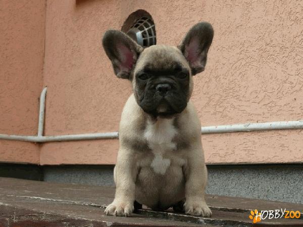 Oferta catei Bulldog Francez