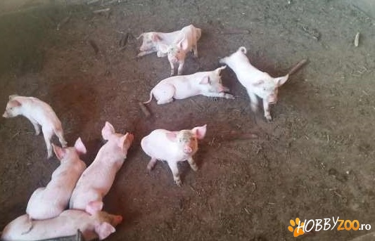 Rasa Marele alb amestecat cu Duroc