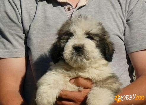 Canisa Mioris Land Kennel