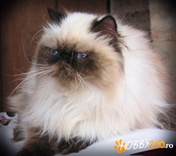 Monta motan Himalayan
