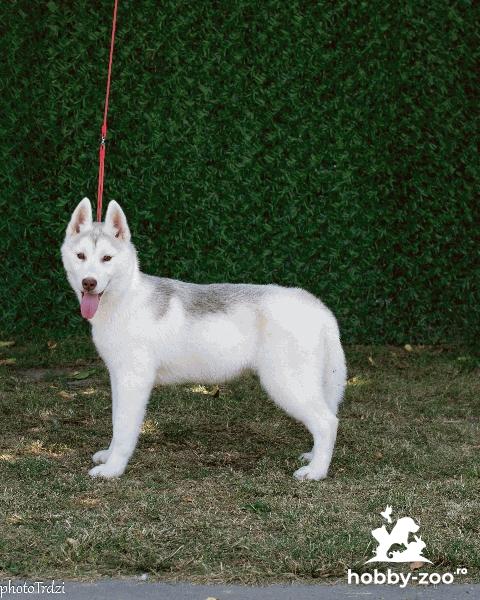 Beautiful female Siberian Husky for sale