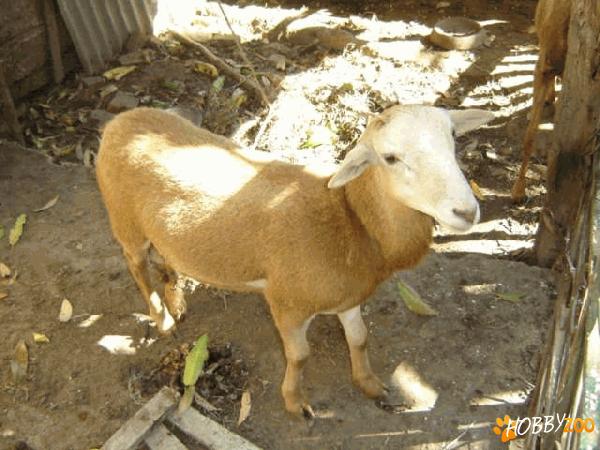 Ovine de rasa Pelibuey