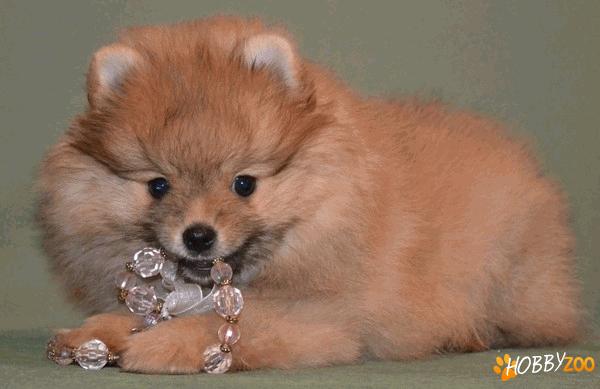 vindem pui pomeranian