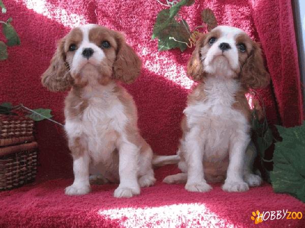 cavalier king charles spaniel