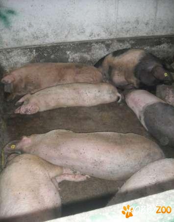 agricultura porci de carne