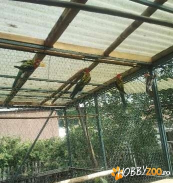 Papagali Rosella doar masculi
