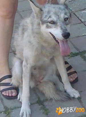 fetita metis de husky