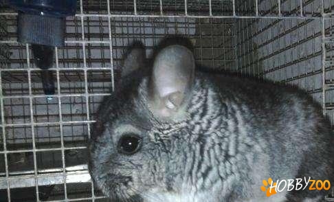 mascul si femela chinchilla