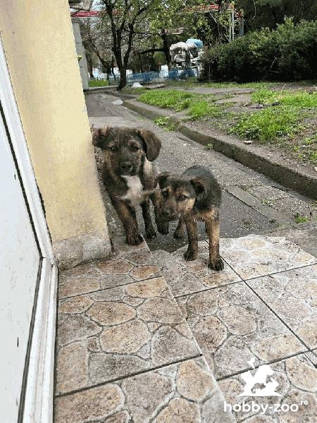 Ofer catei dragalasi