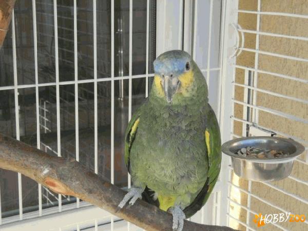 Papagal Amazonian mascul