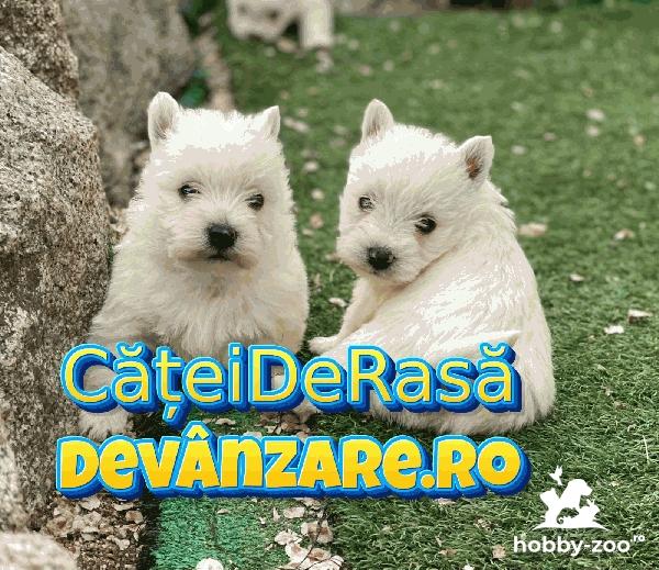 Catei Westie cu microcip si garantie