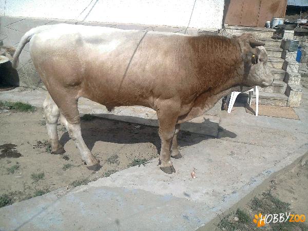 Vand Taur 475 kg.......