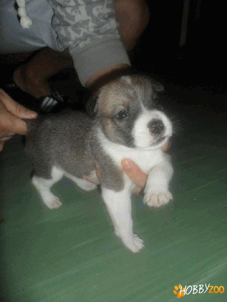 Vand pui AMSTAFF, 2 femele, 1 mascul