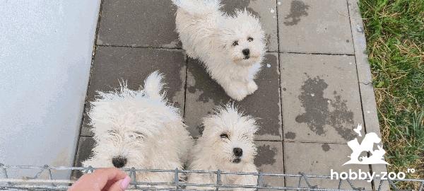 Bichon bolognese/maltese